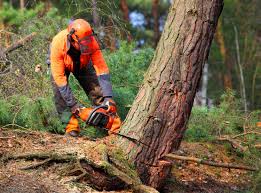 Best Stump Grinding and Removal  in Vinton, TX